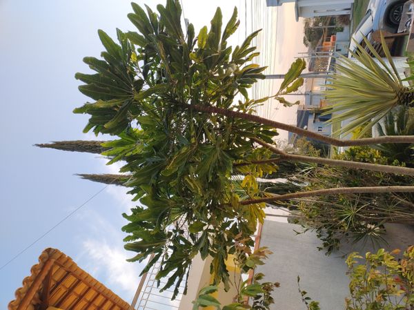 Identificação da planta Arália elegantíssima por foto