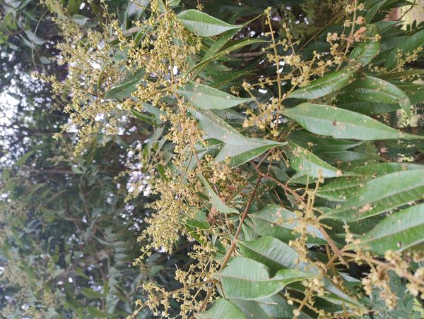 Identificação da planta Desconhecido por foto