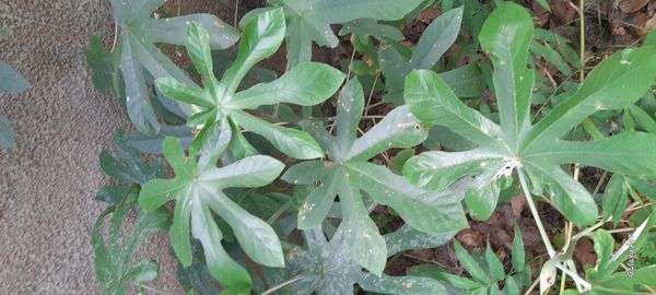 Identificação da planta Embaúba-branca por foto