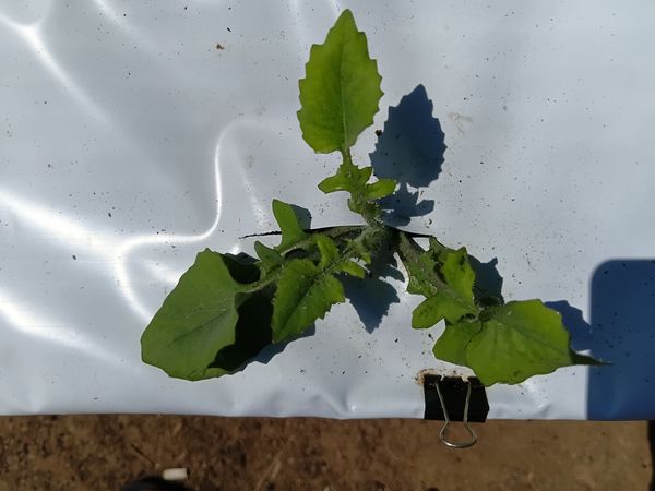 Identificação da planta Pincel-de-estudante por foto