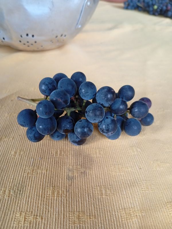 Identificação da planta Uva por foto