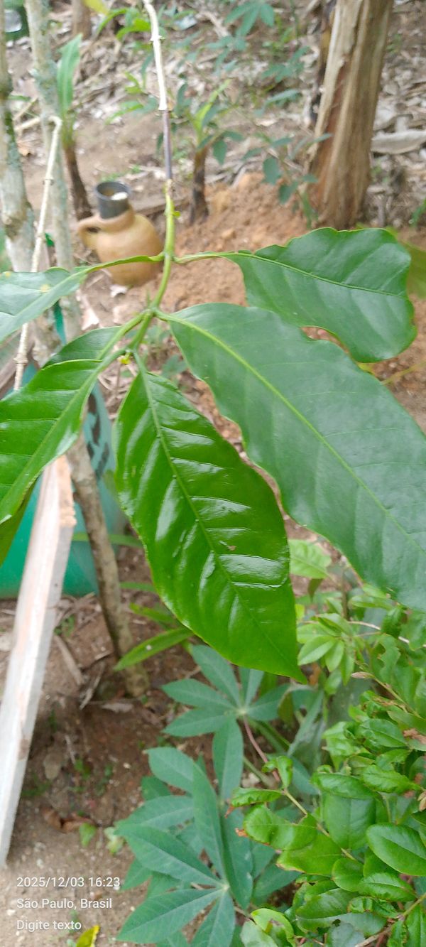 Identificação da planta Café por foto