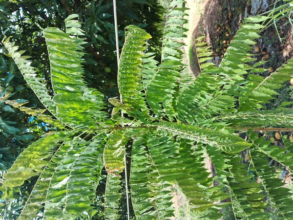 Identificação da planta Bilimbi por foto