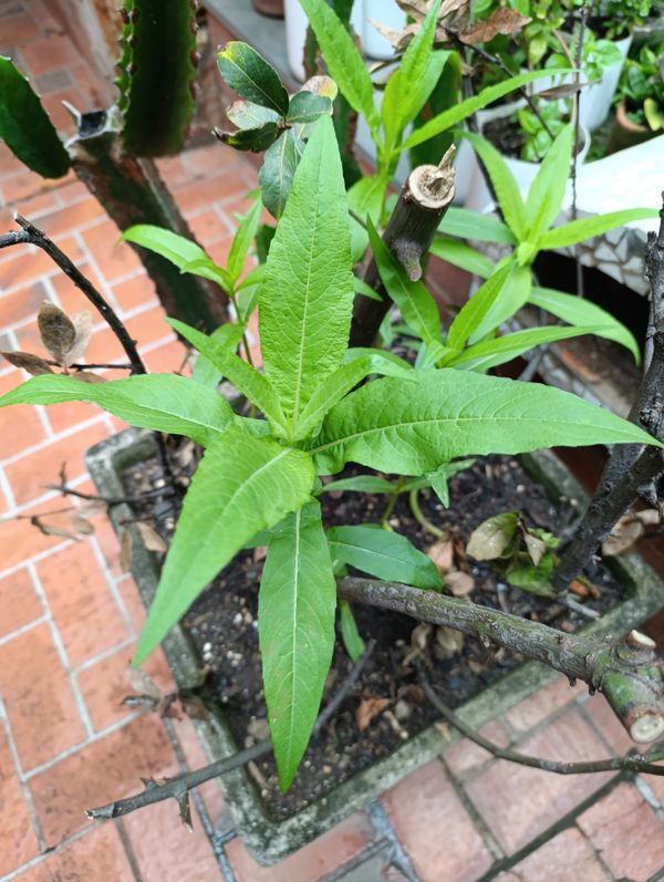 Identificação da planta níger por foto