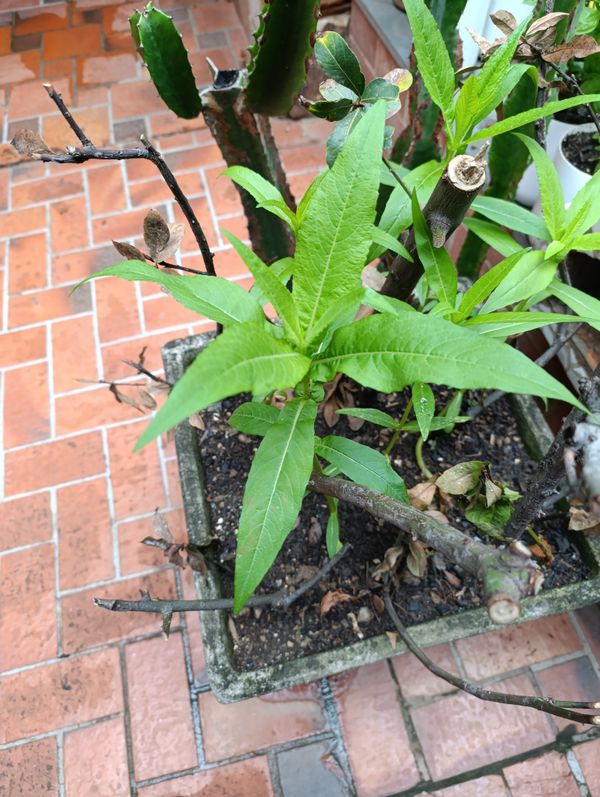 Identificação da planta níger por foto