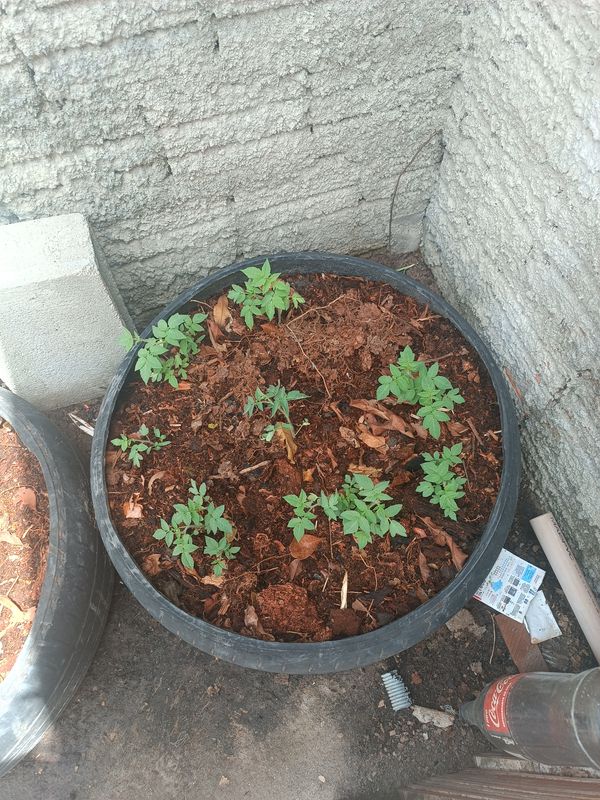 Identificação da planta Tomate por foto