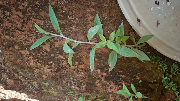 Identificação da planta sempre-viva por foto