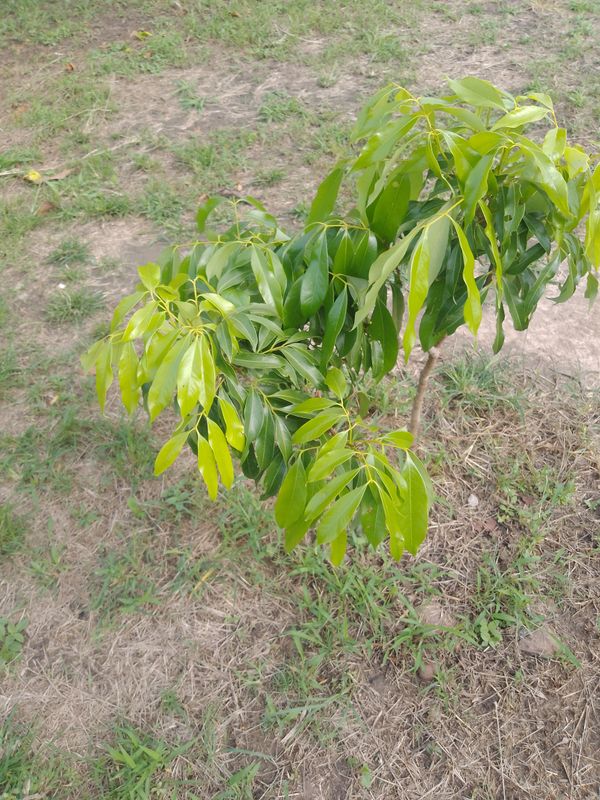 Identificação da planta Lichia por foto