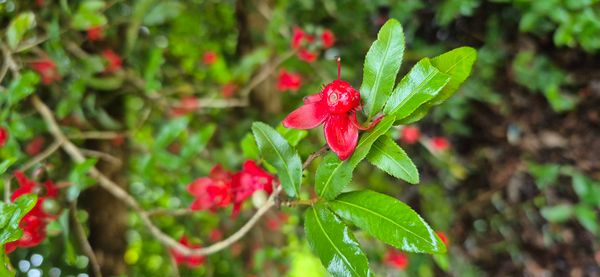Identificação da planta Mangabeira por foto