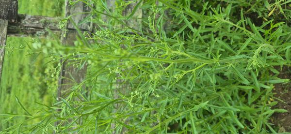 Identificação da planta Desconhecido por foto