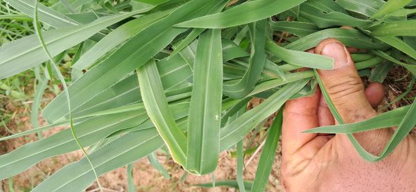Identificação da planta Posso consultar fontes para confirmar o nome popular no Brasil? Deseja que eu procure? por foto