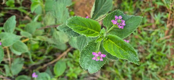 Identificação da planta camará por foto