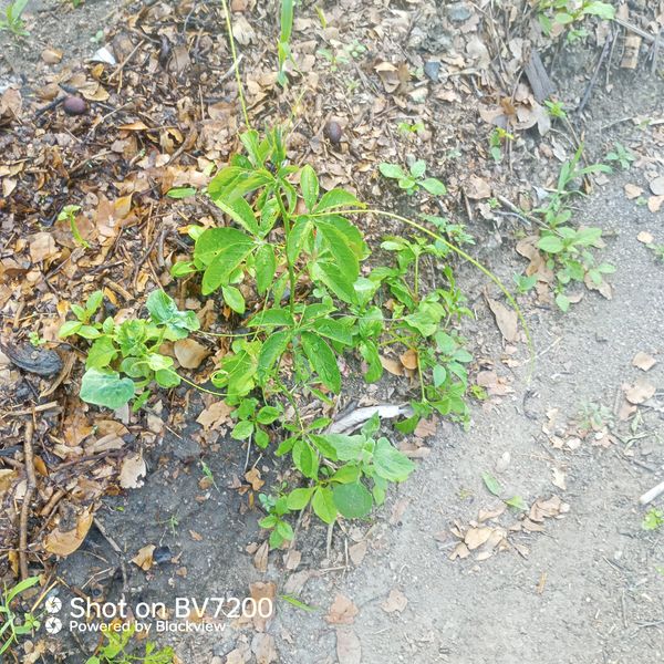 Identificação da planta Nenhum nome popular registrado no Brasil por foto