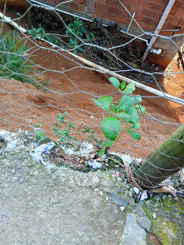 Identificação da planta Nenhum por foto