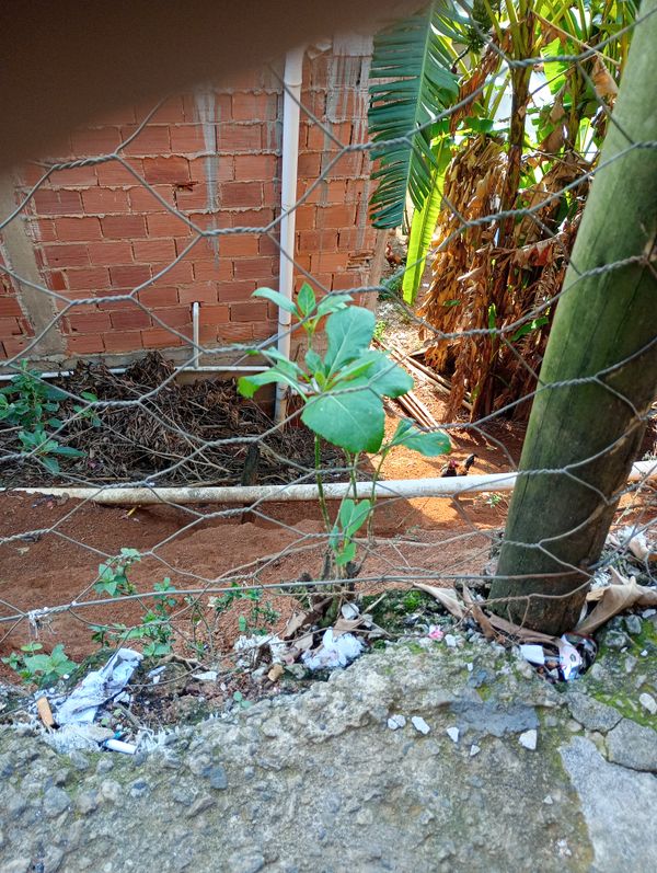 Identificação da planta BOLDO DO CHILE por foto