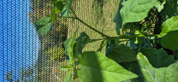 Identificação da planta beladona por foto