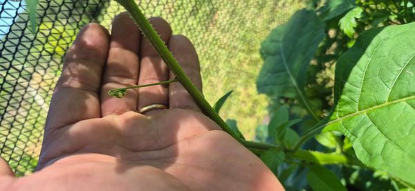 Identificação da planta Maria-pretinha por foto