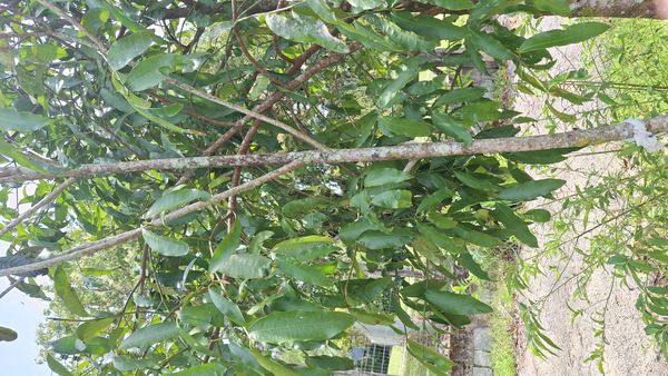 Identificação da planta Dita por foto