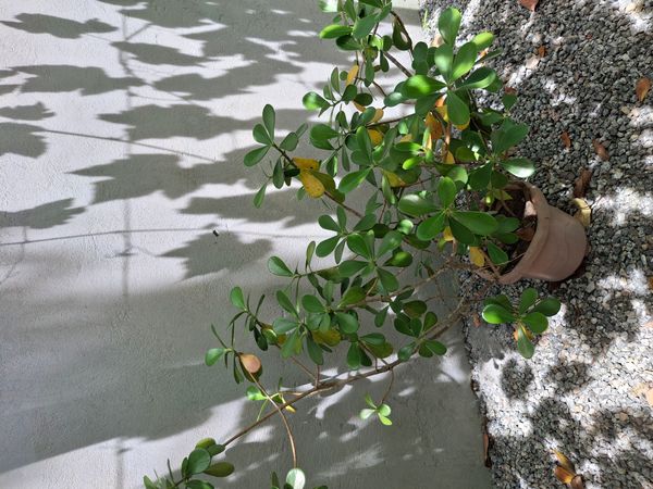 Identificação da planta Abaneiro por foto