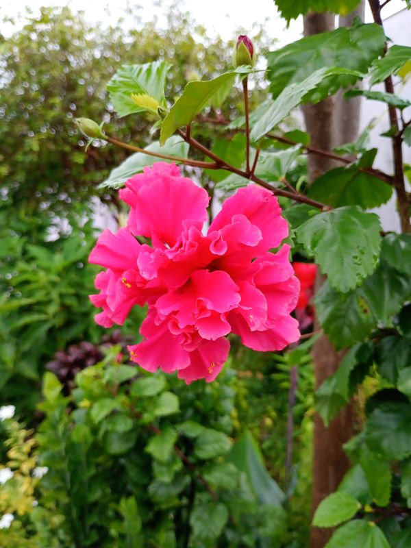 Identificação da planta Hibisco-frágil por foto