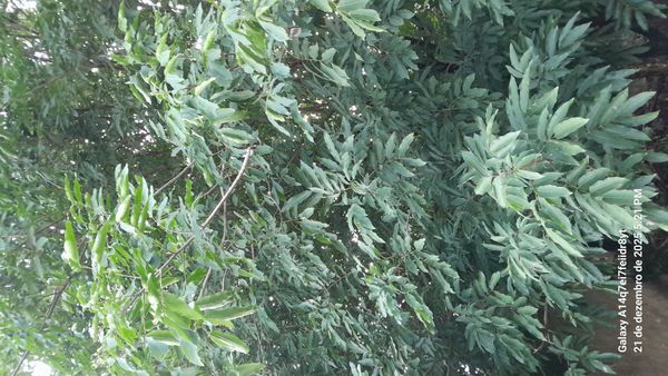 Identificação da planta noz-de-sabão por foto