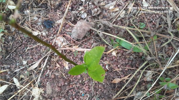 Identificação da planta Janaúba por foto