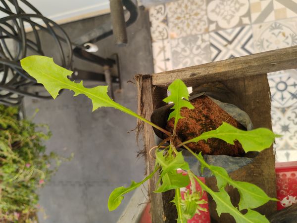 Identificação da planta Dente-de-leão por foto