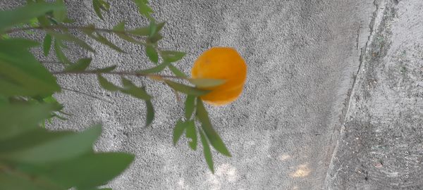 Identificação da planta Uvaia por foto