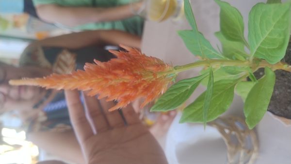 Identificação da planta Crista-de-galo por foto