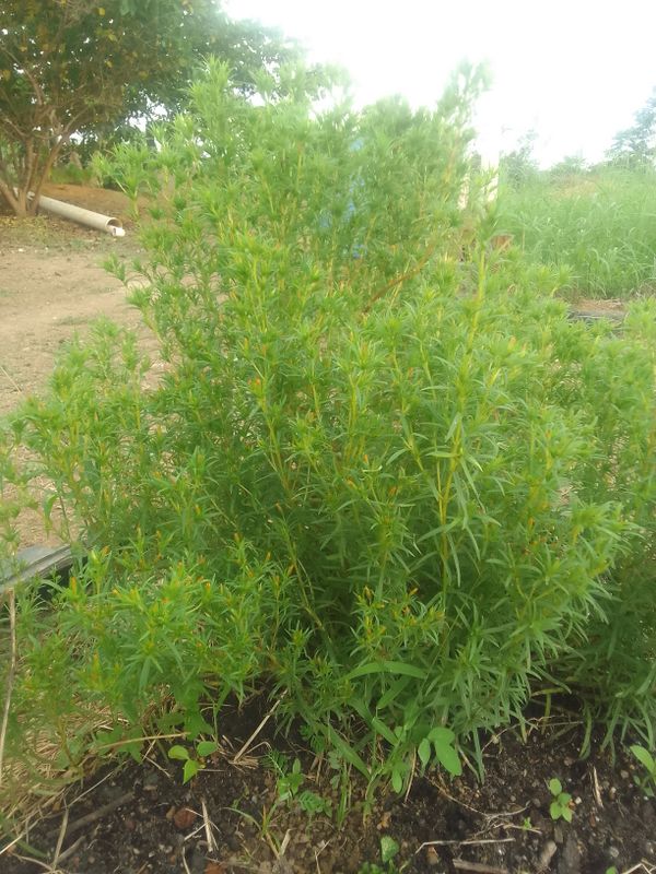 Identificação da planta Catinga-de-bode por foto