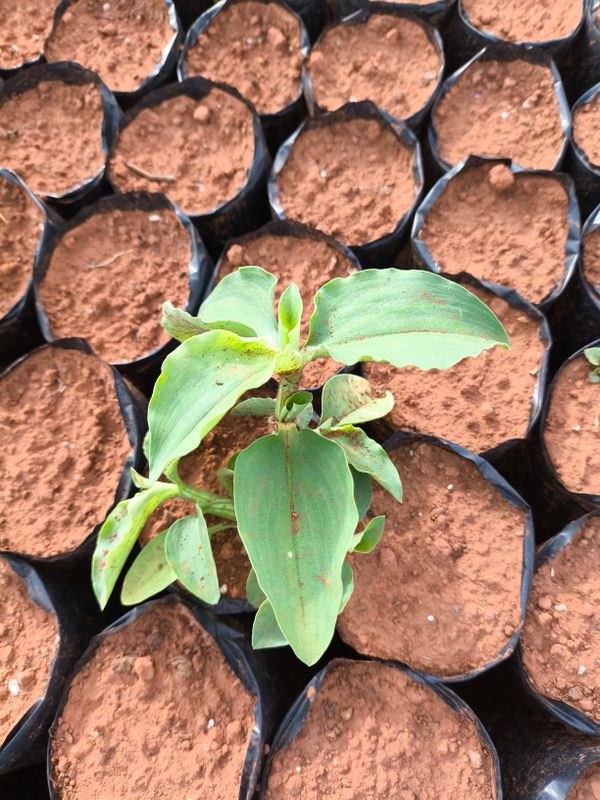 Identificação da planta Trapoeraba por foto