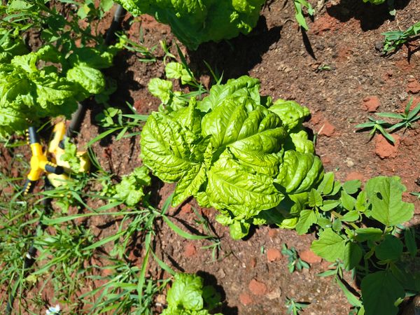 Identificação da planta Malva-branca por foto