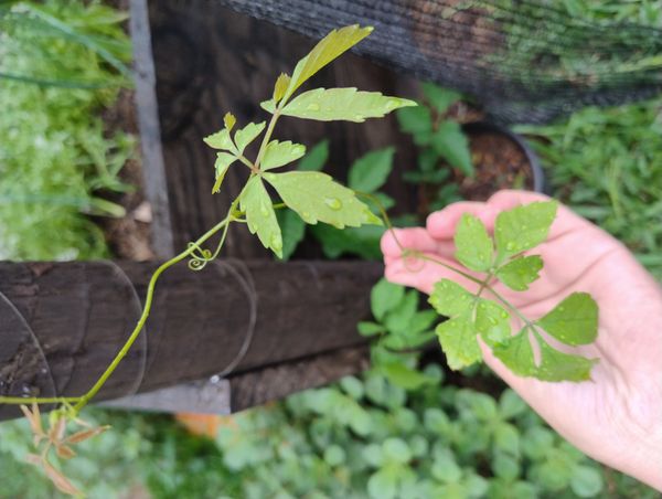 Identificação da planta Jacarandá por foto