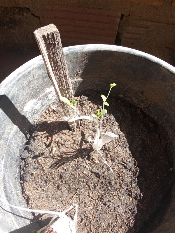 Identificação da planta Agrião por foto