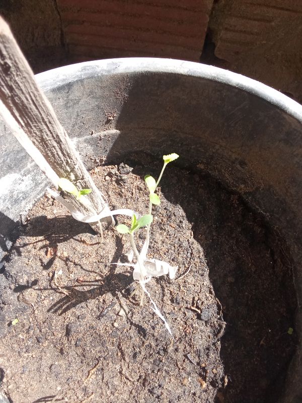 Identificação da planta Agrião por foto