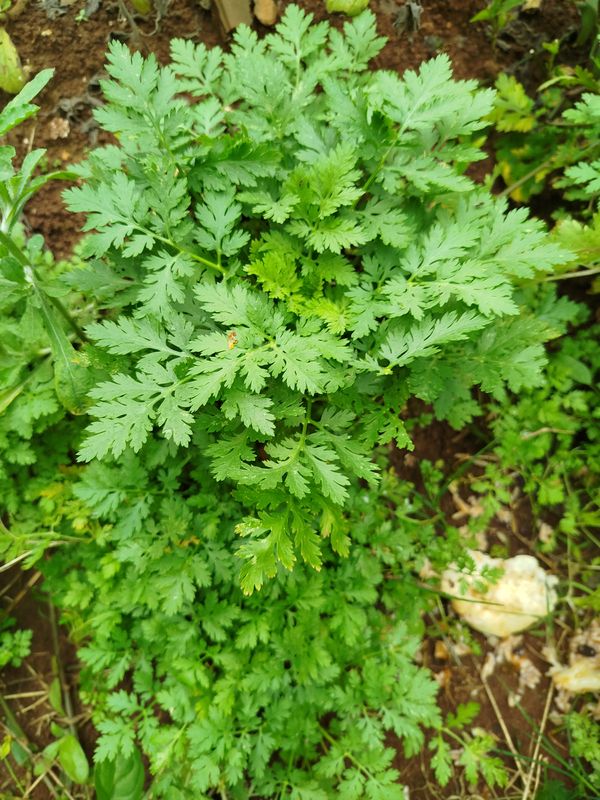 Identificação da planta Camomila por foto