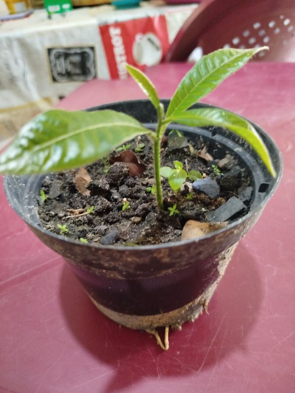 Identificação da planta Carvalho colombiano por foto