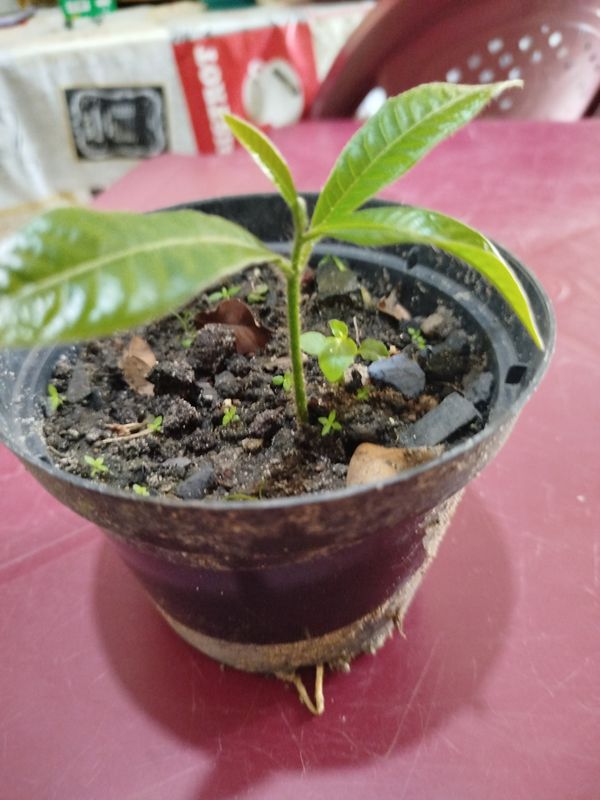 Identificação da planta Fruta-do-conde por foto