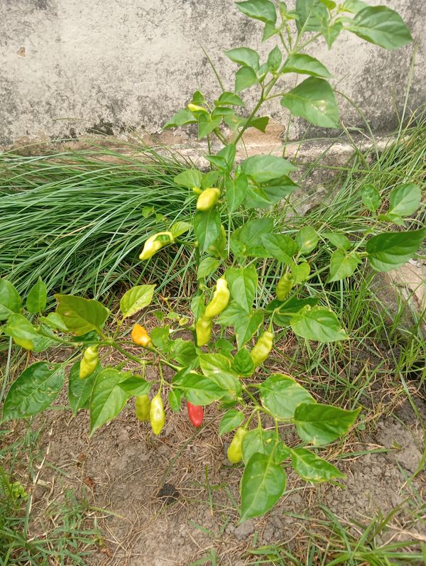 Identificação da planta Pimenta-de-cheiro por foto