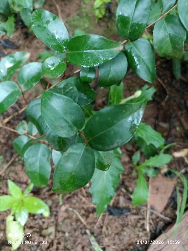 Identificação da planta Pitanga por foto