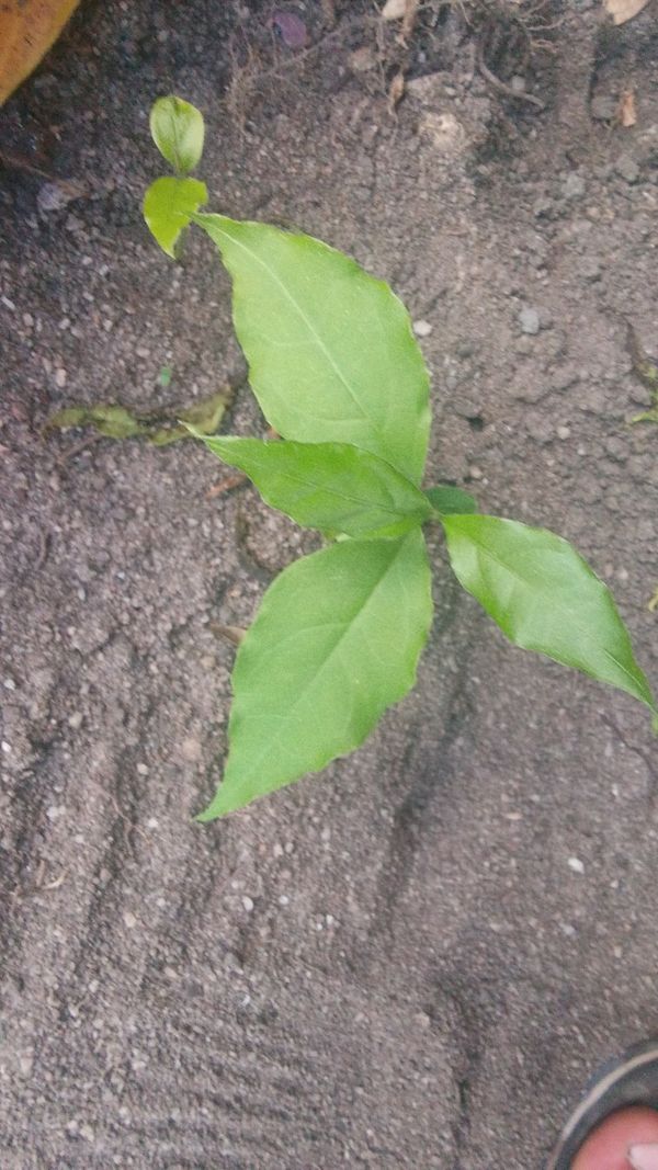 Identificação da planta Ceu azul por foto