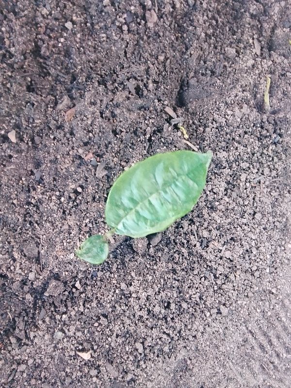 Identificação da planta Combava - mutação por foto