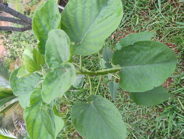 Identificação da planta Canudo-de-pito por foto