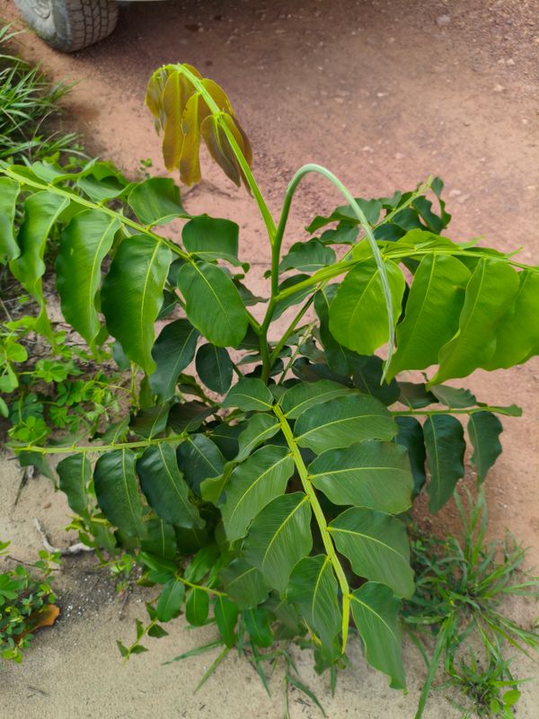 Identificação da planta Baru por foto
