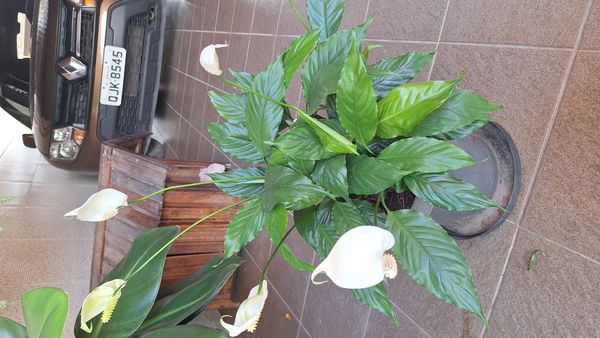 Identificação da planta Lírio-da-paz por foto