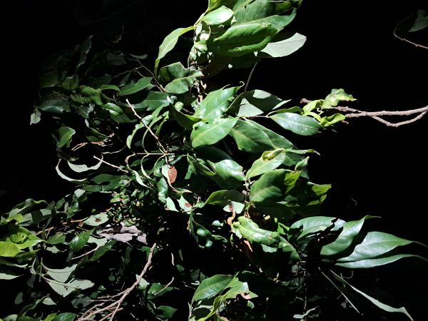 Identificação da planta Sem nome popular conhecido por foto