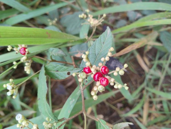 Identificação da planta Desconhecido por foto