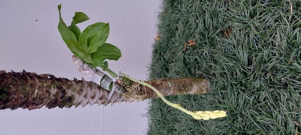 Identificação da planta catasetum por foto