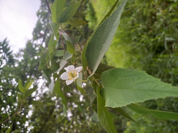 Identificação da planta Calabura por foto