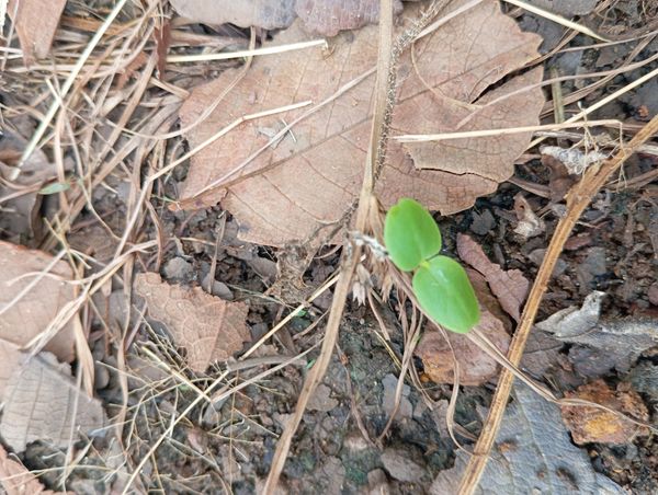 Identificação da planta Feijão-bravo por foto